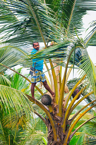 Kerala Backwaters, Kerala, India - March 13, 2015. Indian man harvesting coconuts along the Kerala Backwaters in Kerala, India.