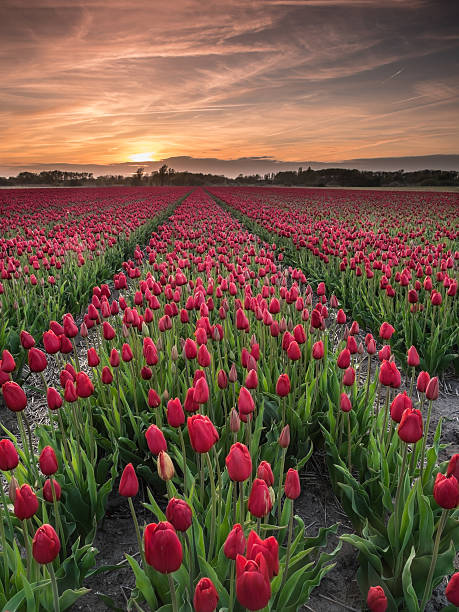 istock field of red tulips 477214760