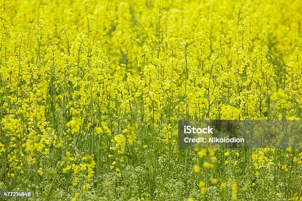 Rapeseed Field With Yellow Flowers Stock Photo - Download Image Now - 2015, Agriculture, Backgrounds