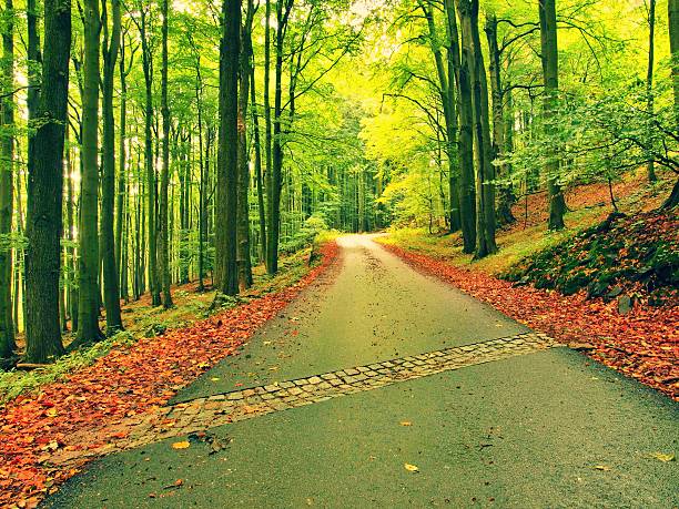 Curved path bellow beech trees. Spring afternoon in forest after rainy day.