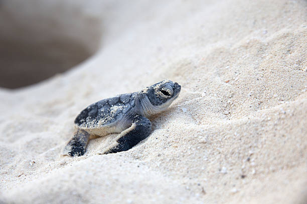 new born sea turtle salen del nido - turtle young animal beach sand fotografías e imágenes de stock