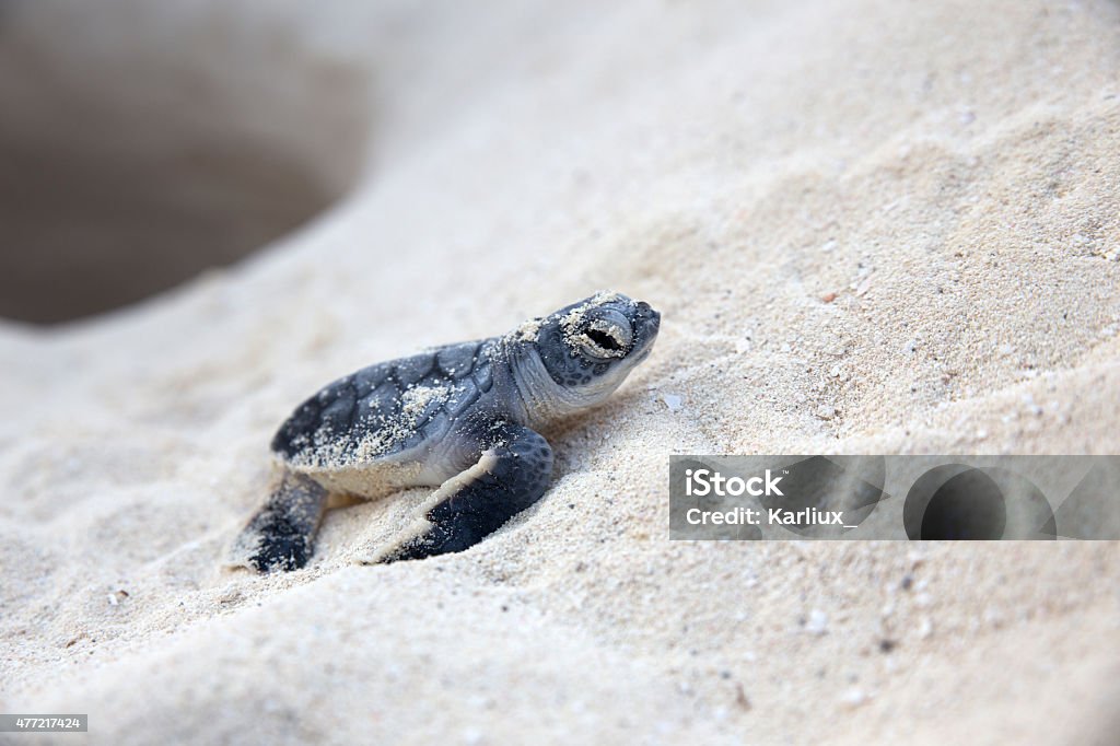 New born sea turtle coming out from nest New born sea turtle walking on the sand coming out from nest Sea Turtle Stock Photo