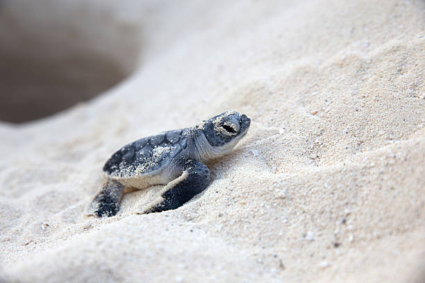 New born sea turtle coming out from nest New born sea turtle walking on the sand coming out from nest green turtle stock pictures, royalty-free photos & images