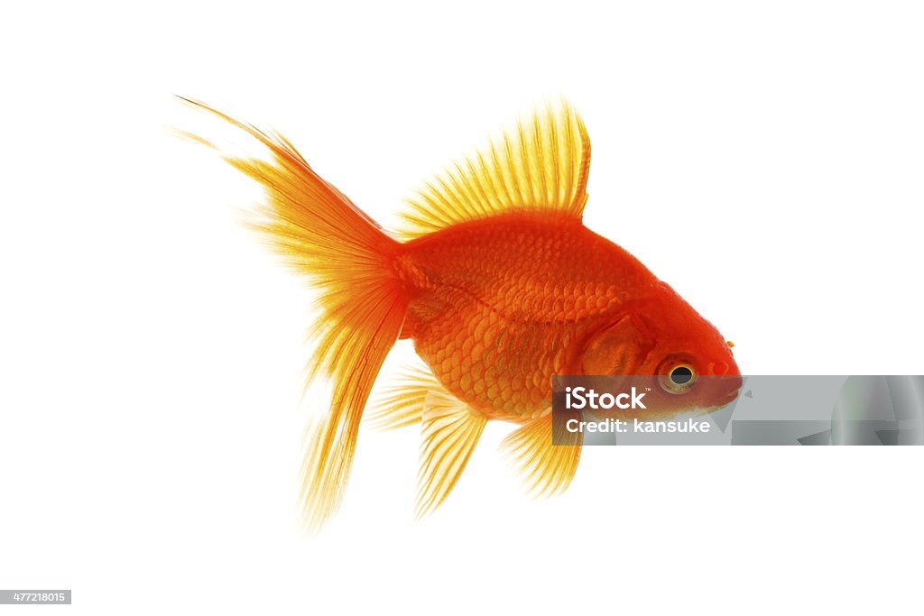 pesce rosso - Foto stock royalty-free di Arancione