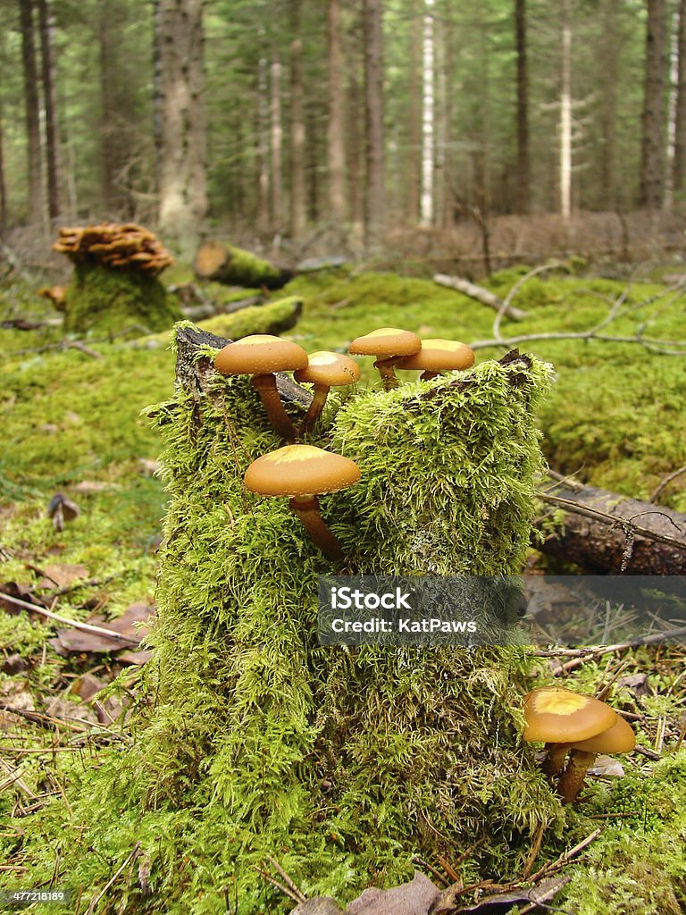 Des champignons dans une forêt en mousse - Photo de Automne libre de droits