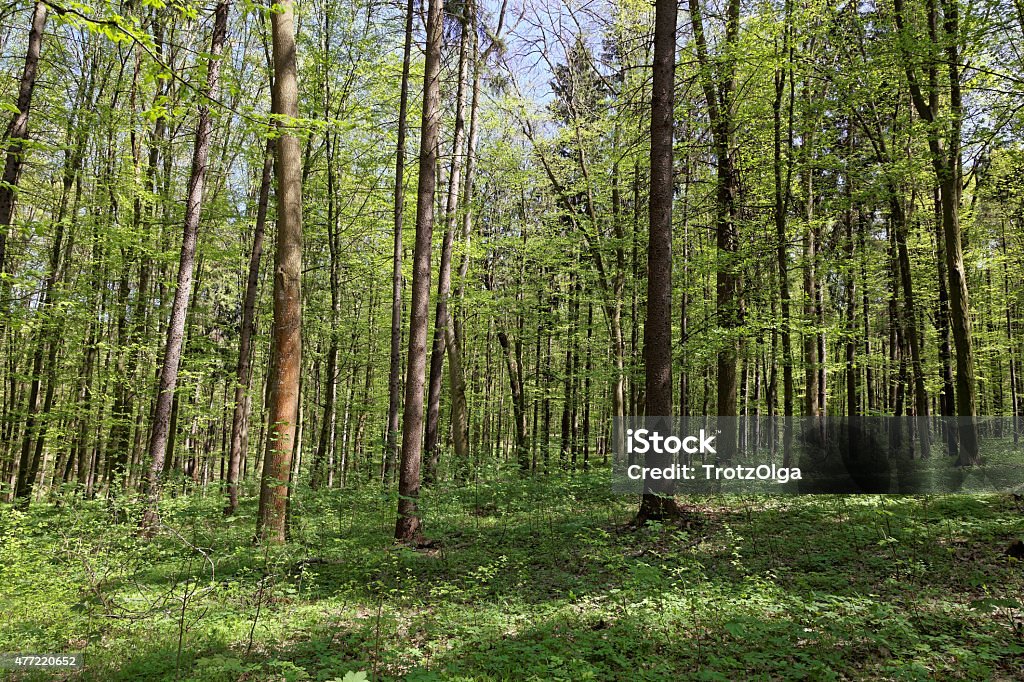 Green deciduous forest on a sunny day. 2015 Stock Photo