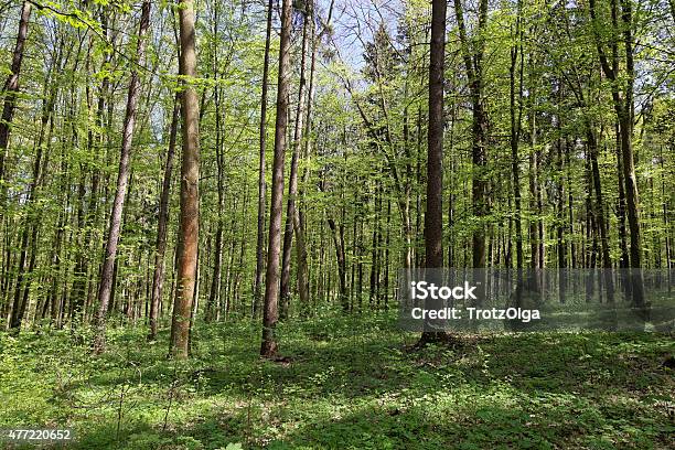 Green Deciduous Forest On A Sunny Day Stock Photo - Download Image Now - 2015, Awe, Day