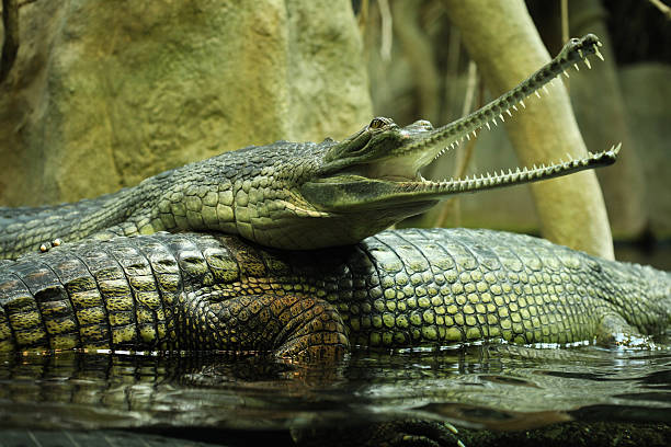 Gharial (Gavialis gangeticus) Gharial (Gavialis gangeticus), also knows as the gavial. gavial stock pictures, royalty-free photos & images