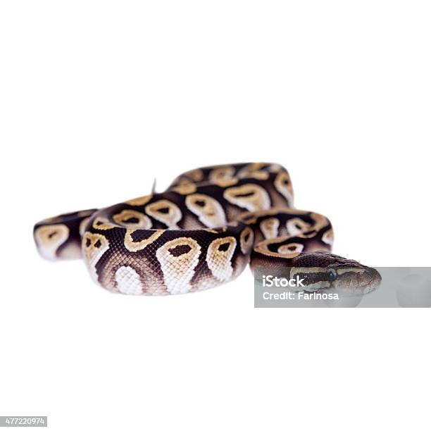 premium photo | two-headed python royal python or ball... Royal Python Or Ball Python On White Stock Photo - Download Image Now ...