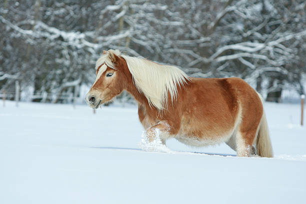 istock Amazing haflinger running in the snow 477221200