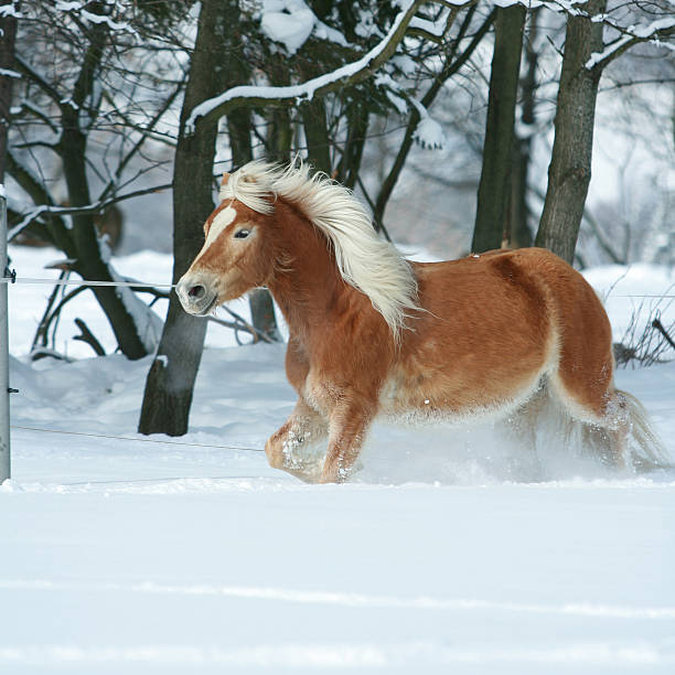 istock Amazing haflinger running in the snow 477221202