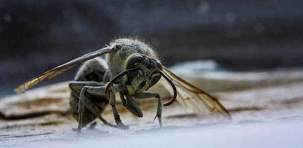 Dead Wasp Sitting in a Window stock photo