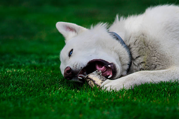 Portrait of a white siberian husky playing with a bone stock photo