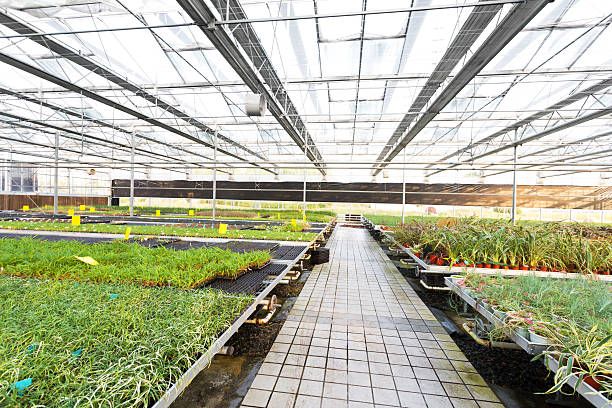 istock Rows of young plants in a greenhouse 477222423