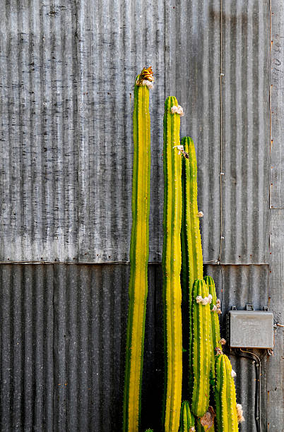 Cactus's in front of corrugates steel wall. stock photo