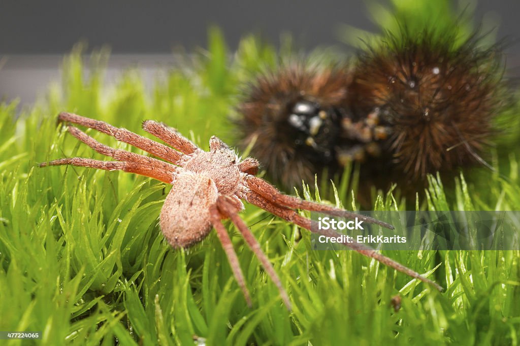 The red hunting spider Animal Stock Photo
