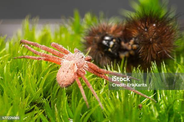 The Red Hunting Spider Stock Photo - Download Image Now - Animal, Animal Body Part, Animal Eye