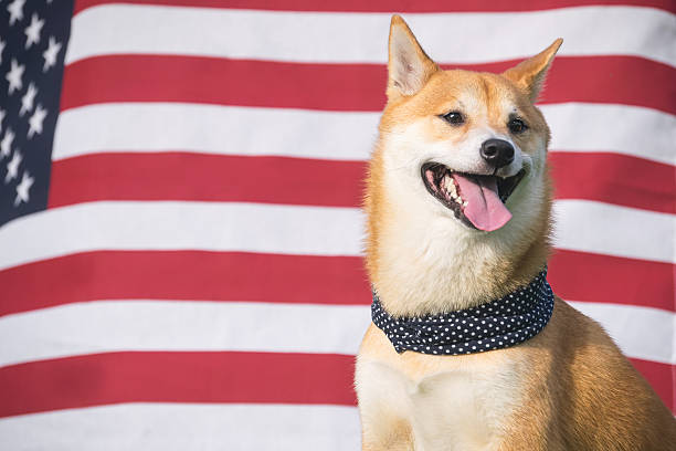 アメリカ犬 - dog patriotism flag politics ストックフォトと画像