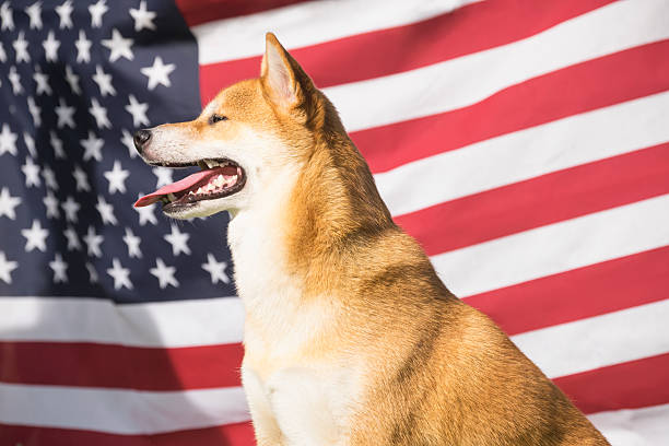 patriot cane - dog patriotism flag politics foto e immagini stock