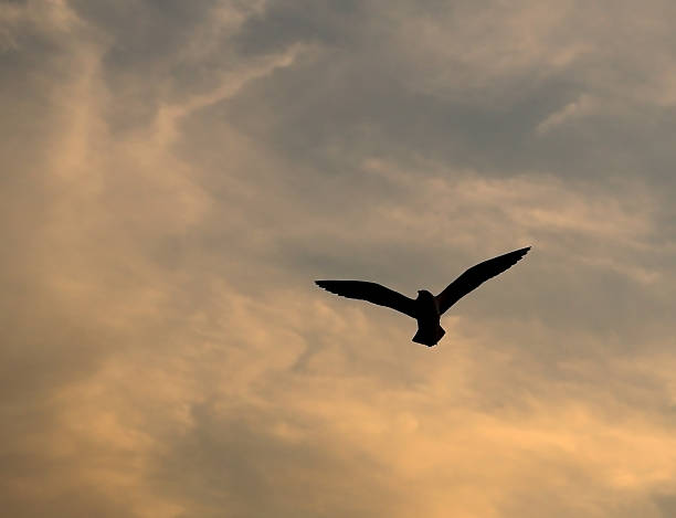 istock Seagull with sunset at Bang Pu beach 477224432