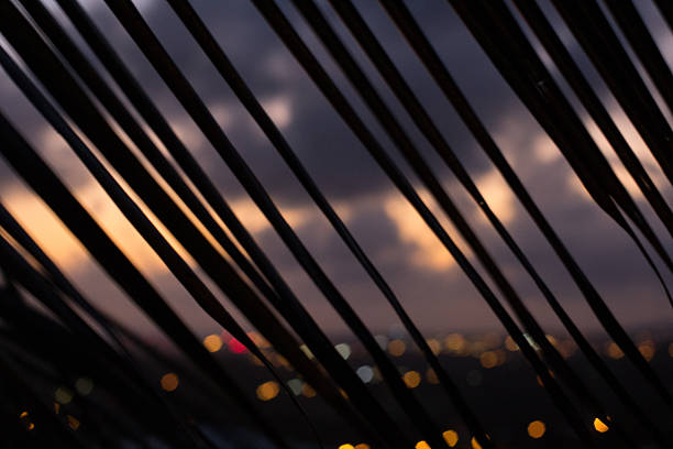 A close-up shot of a palm branch that forms diagonal lines across the image at night with the city of Christiansted, St. Croix in the background. This purposefully out of focus shot could be used as a background image. The lights from Christiansted in the backgroud are transformed into a pleasant bokeh effect.