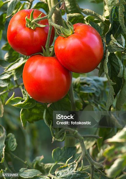 Ripe Tomatoes Stock Photo - Download Image Now - Agriculture, Bunch, Bush