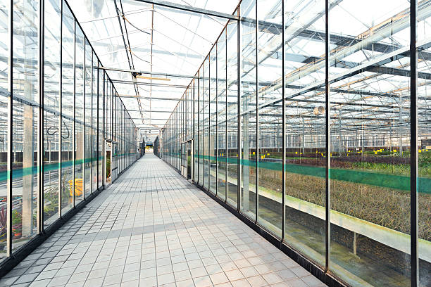 istock Interior of a greenhouse 477225669