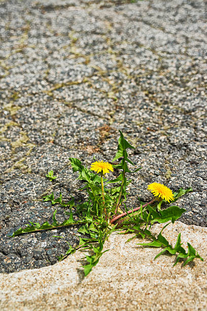 istock Dandelion growing in a crack between old concrete and asphalt 477227166