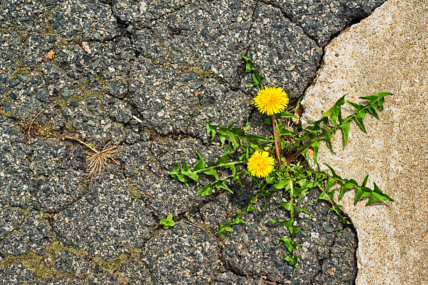 A woman plants a seed in her garden.