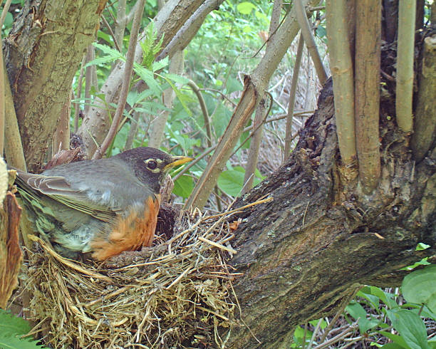 istock American Robin on her nest incubating four eggs 477227314
