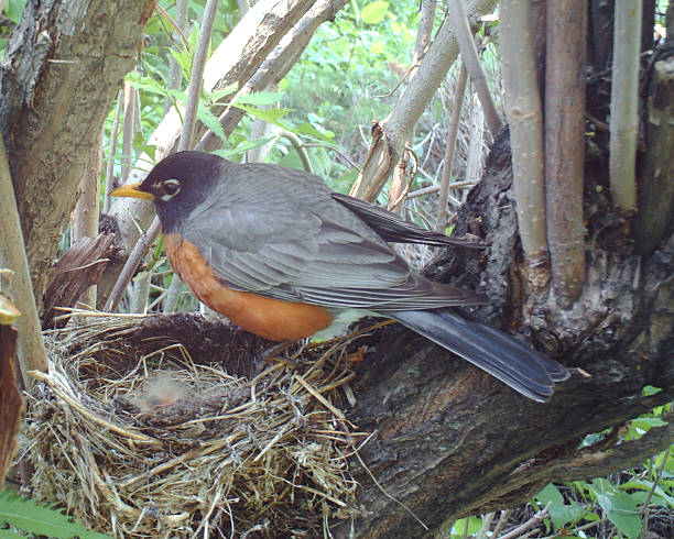 istock American Robin on her nest which holds Hatchlings 477227316