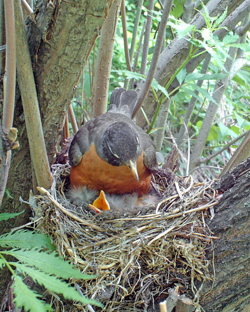 istock American Robin on her nest protecting four nestling chicks 477227328