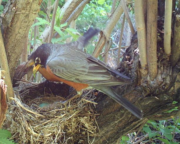 istock American Robin on her nest which holds four eggs 477227340