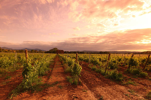 istock Vineyard in france on sunrise 477228949