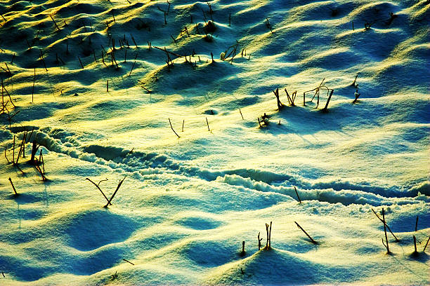 Small plants in the snow stock photo