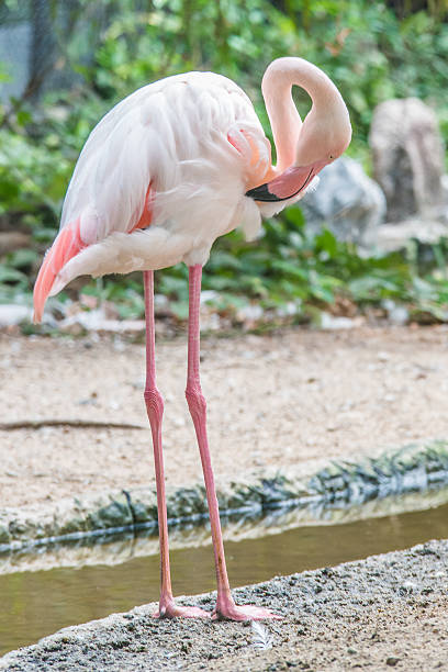 istock Pink Flamingos bird stand 477229581