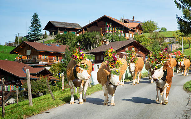 decoradas simmental vacas caminar hasta village para oktoberfest suiza - cow swiss culture switzerland cattle fotografías e imágenes de stock