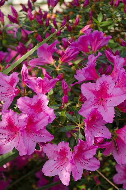 istock Flowers in the garden 477230242