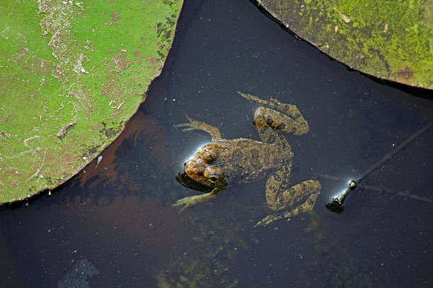 istock Indian Skipper Frog, Skittering Frog, Euphlyctis cyanophlyctis 477230447