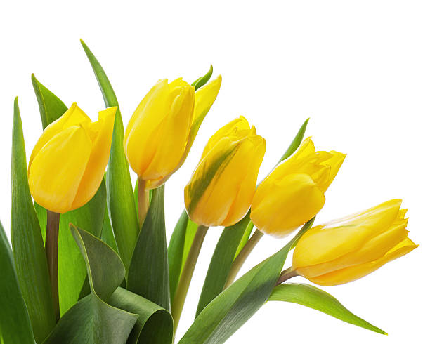 istock Flower bouquet from yellow tulips isolated on white background. 477232267