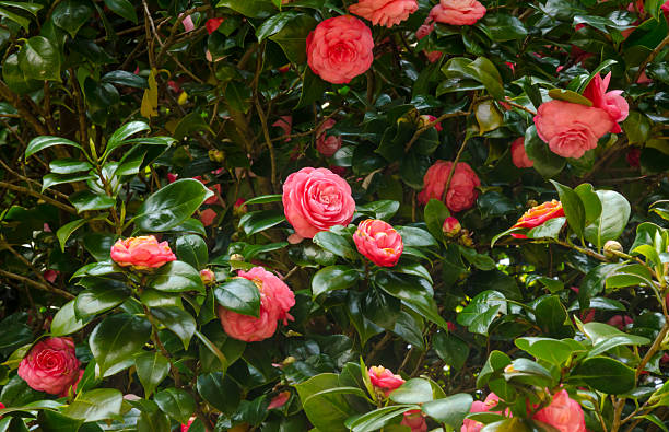 istock Flowers in the garden 477232624