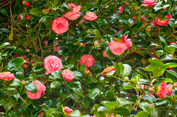 istock Flowers in the garden 477232626