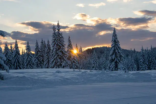 Sun rising between the pine trees in a plateau Pokljuka.