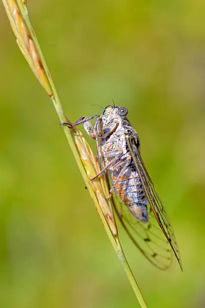 Closeup of Cicada orni on stem in the south of France and  viewed from profile and underneath