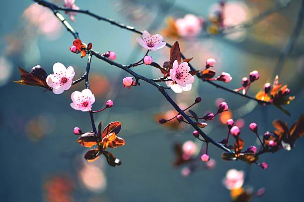 istock Beautiful flowering Japanese cherry - Sakura 477238729