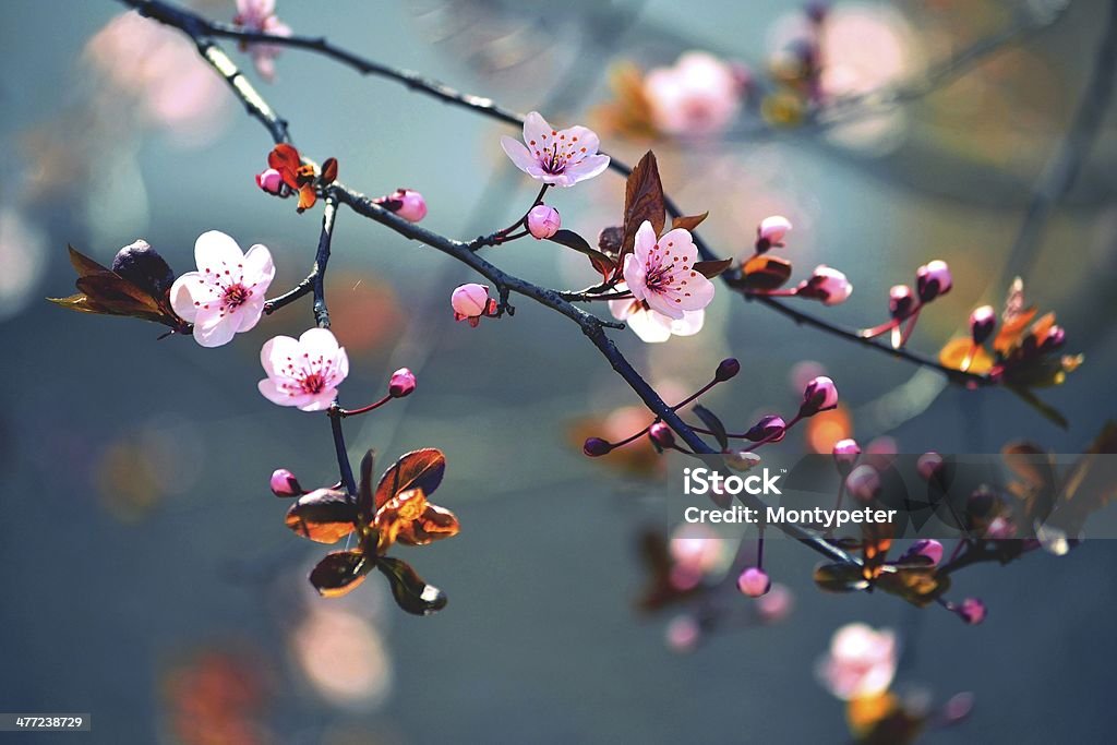 Beautiful flowering Japanese cherry - Sakura Background with flowers on a spring day. Affectionate Stock Photo