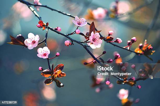 Beautiful Flowering Japanese Cherry Sakura Stock Photo - Download Image Now - Affectionate, April, Backgrounds