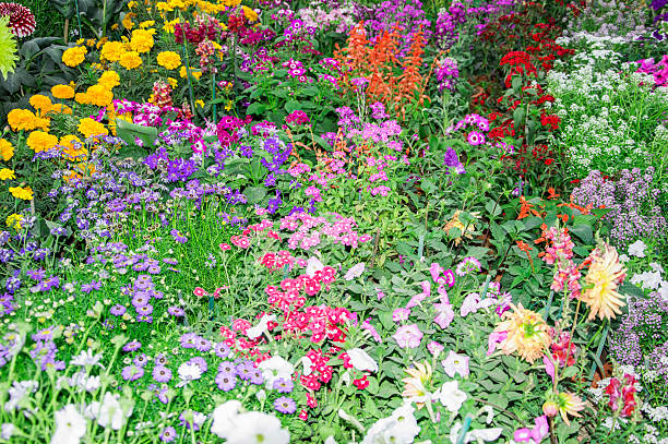 istock Mix types of floral plants 477239076