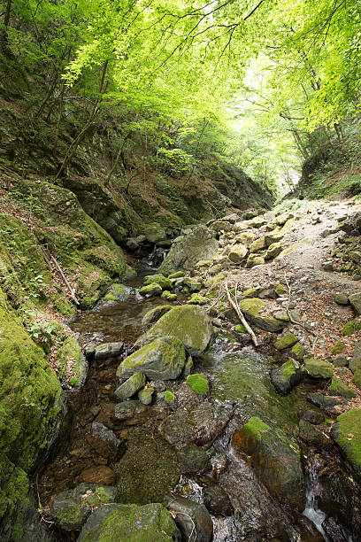 istock Fresh green and promenade (Tokyo Okutama Hyakuhiro waterfall) 477239434
