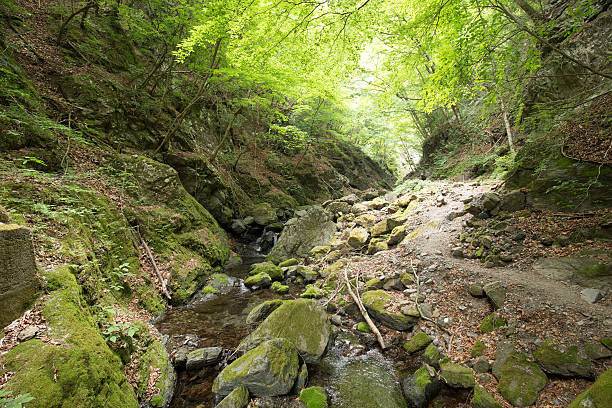 istock Fresh green and promenade (Tokyo Okutama Hyakuhiro waterfall) 477239436